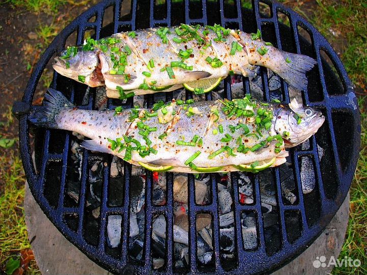 Опт Живые Устрицы&Мидии