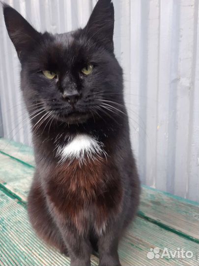 Ищет дом Чернушка