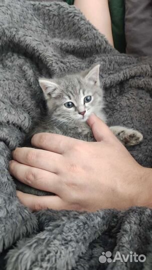 Кошечка ищет дом