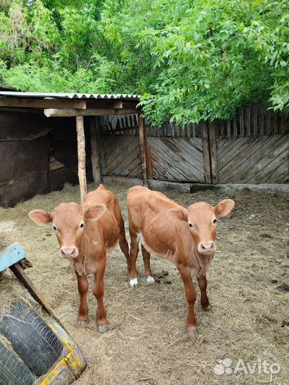 Бычки и телята