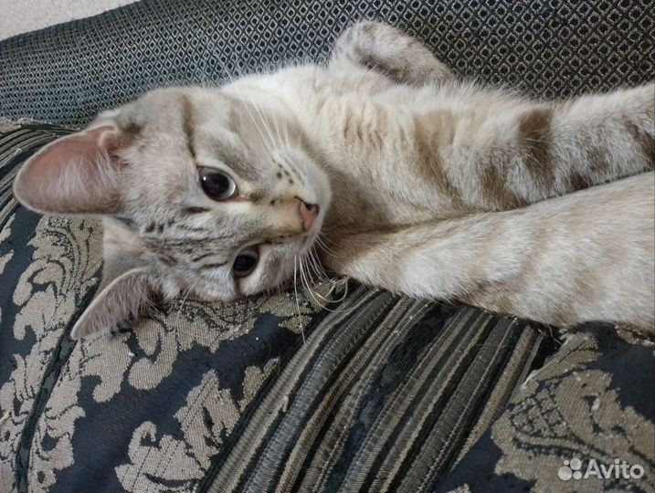 Котик в добрые руки