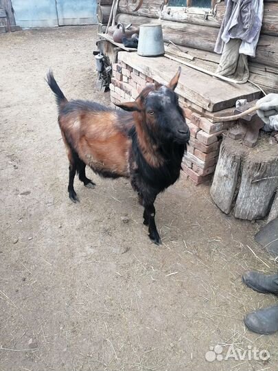 Козёл 