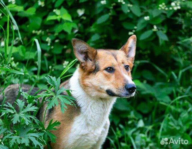 Собака Алиса