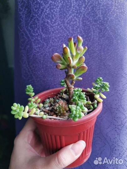 Суккуленты крассула, эчеверия, седум, аихризон