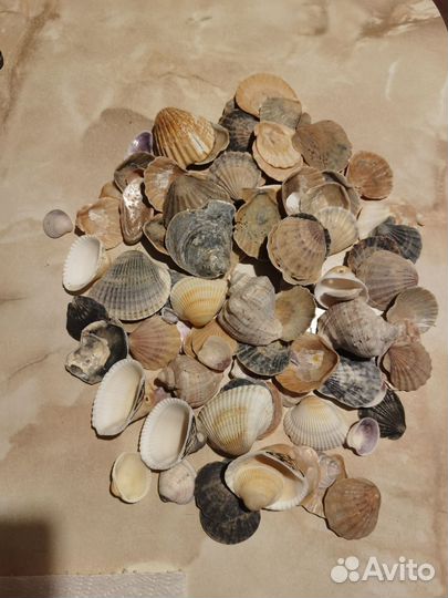 Ракушки морские для рукоделия или аквариума