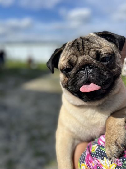 Мопс вязка мальчик