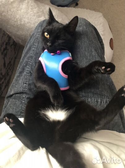 Поводок для котенка или кошки