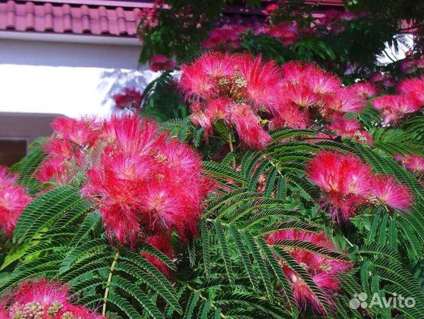 Альбиция ленкоранская