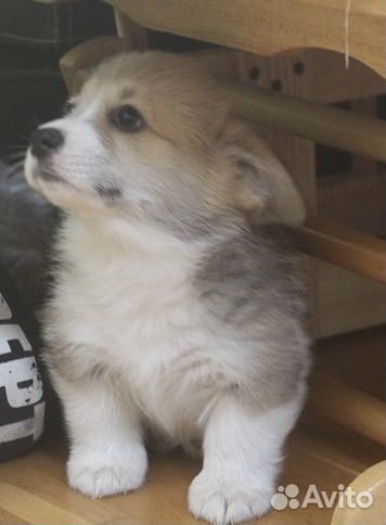 Малыши корги