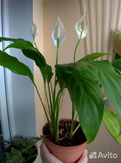 Спатифиллум