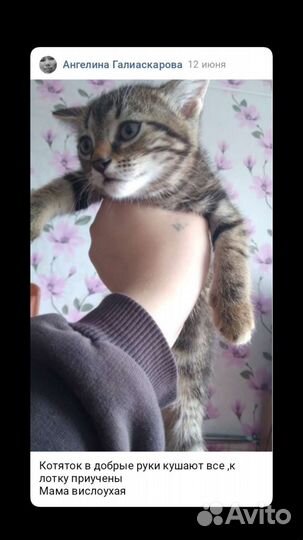 Кошки в добрые руки бесплатно