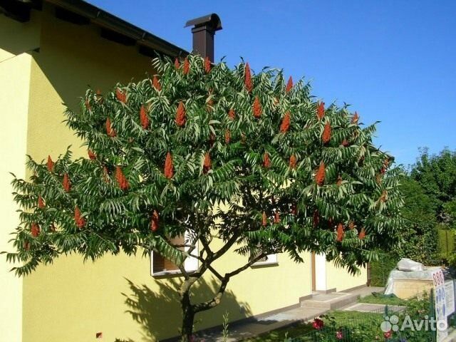 Саженцы сумах оленерогий