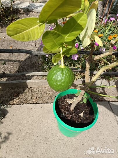 Лимон с плодом