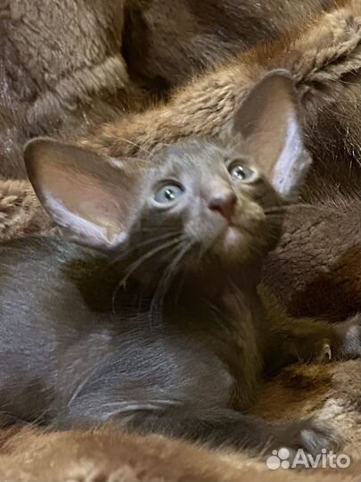 Ориентальные котята