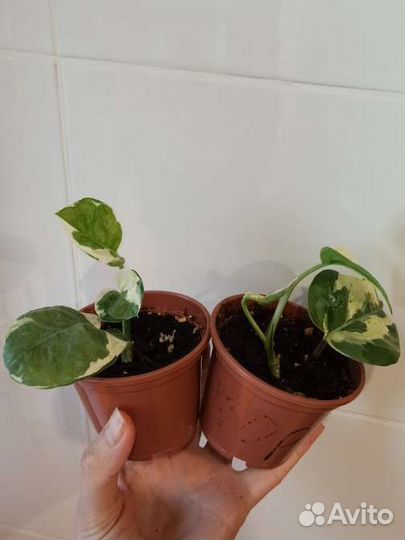 Сциндапсус