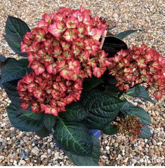 Гортензия крупнолистная Beauty of Boskoop