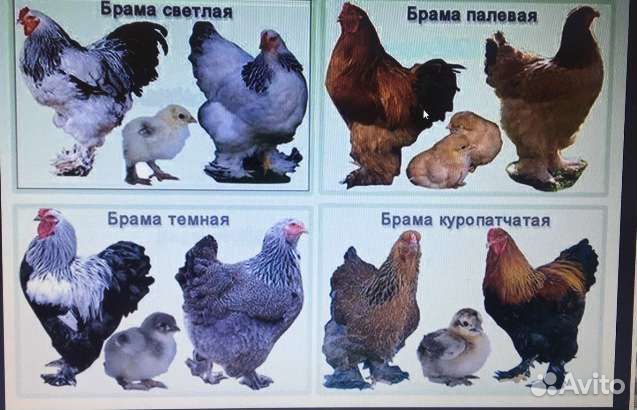 Цыплята брама