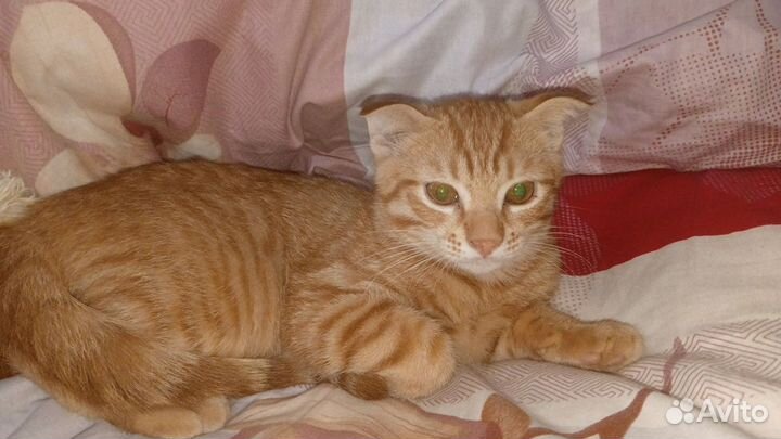Котятя