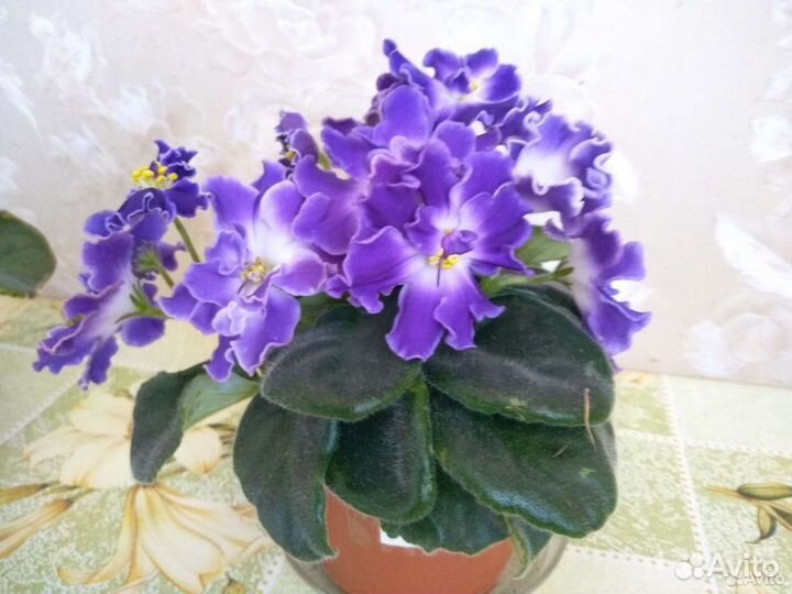 Сортовые фиалки