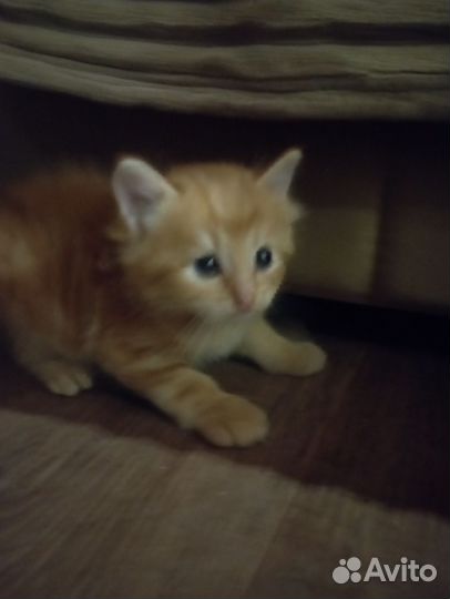 Кошка в дар