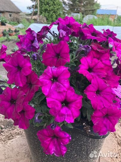 Ампельная петуния в 500мл