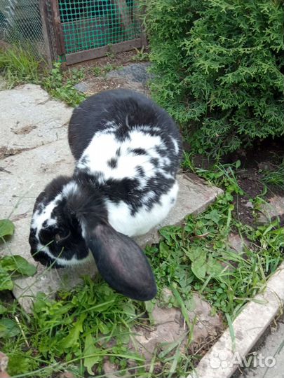 Кролики французкий баран