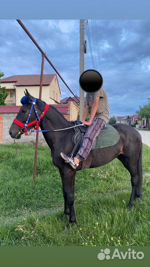 Лошадь жеребец