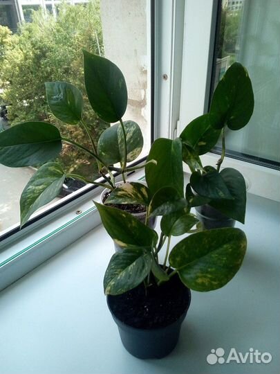 Комнатные растения