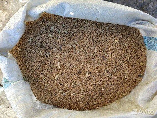 Пшеница, зерноотходы