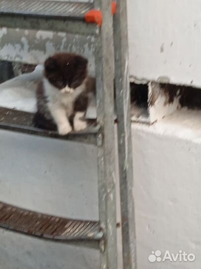 Помогите спасти котят