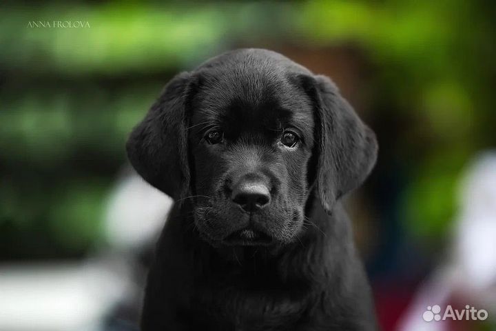 Щенки Лабрадора