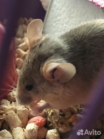 Сатиновая декоративная мышь