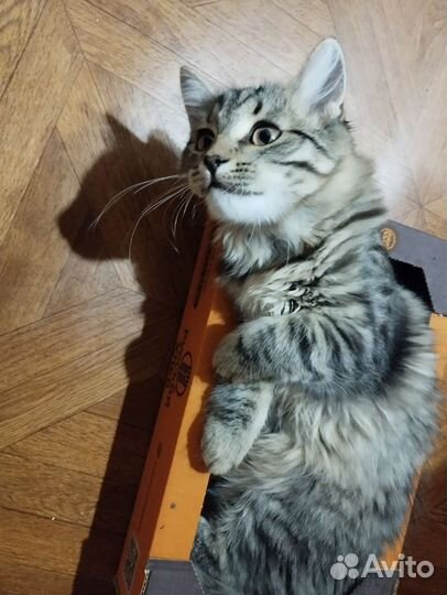 Отдам бесплатно животные