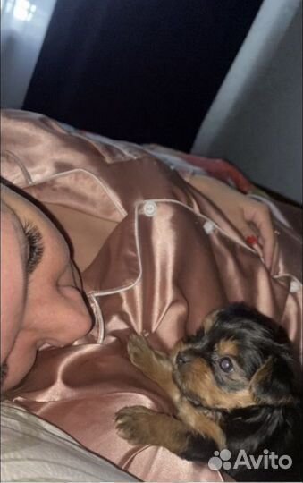 Йоркширский терьер девочка