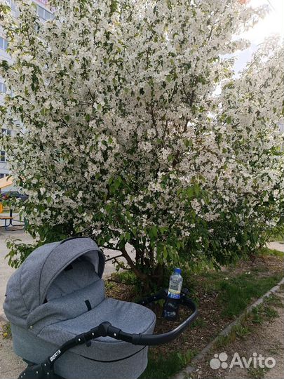 Коляска 2 в 1 Alis Berta