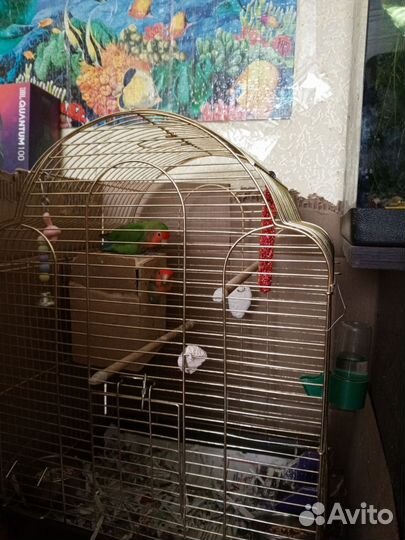 Пара неразлучников