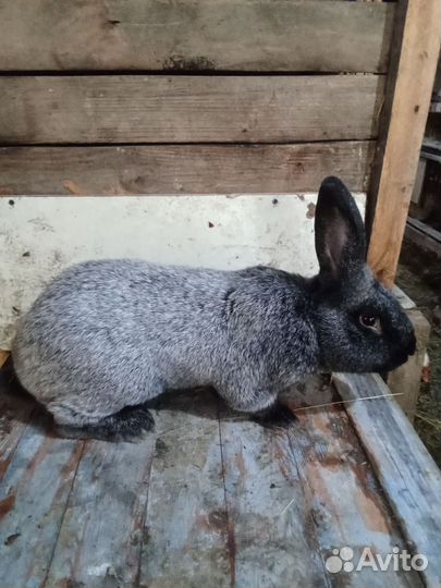 Серебро и белый великан