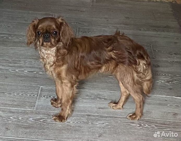 Кинг чарльз спаниель