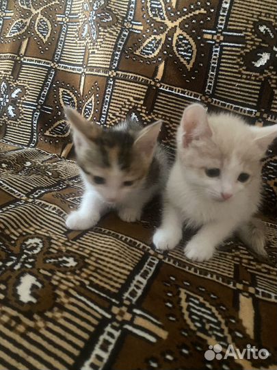 Котики в дар