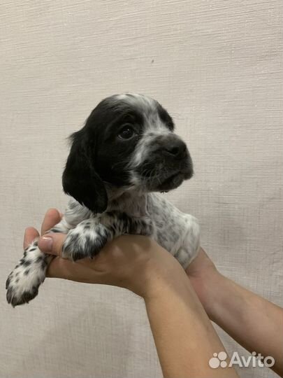 Русский спаниель