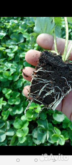 Рассада клубники