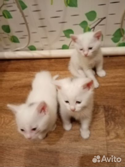 Сибирские котята