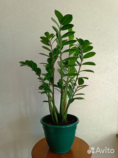 Замиокулькас в горшке, 80см взрослый