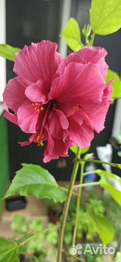 Комнатные цветы