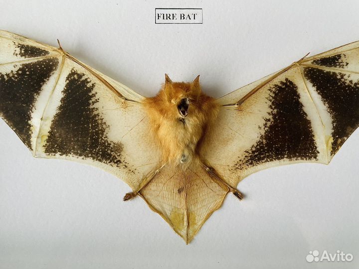 Летучая мышь. Kerivoula Picta. Fire Bat