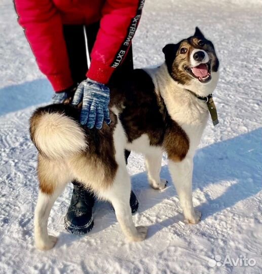 Собака в добрые руки