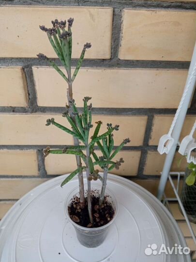 Каланхоэ дегремона, трубкоцветное, гинура