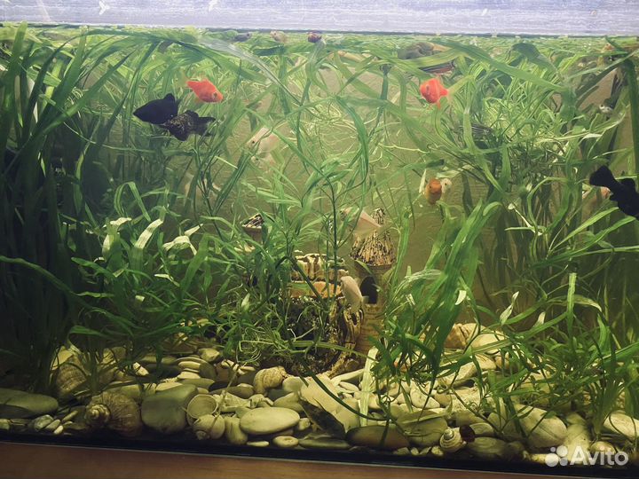 Аквариумные рыбки и растения