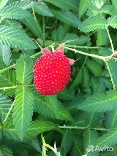 Малина розолистная(тибетская)