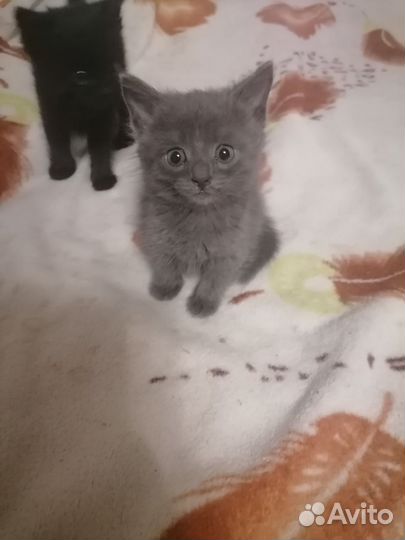 Котята в добрые руки бесплатно